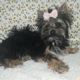 Jenny - Black and gold female Yorkshire Terrier puppy in Los Angeles, California from WESTWAY Yorkies