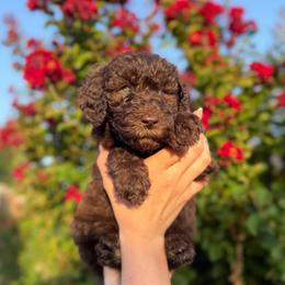 Iris - Brown female Poodle puppy in Midwest City, Oklahoma from Strawberry Hill Puppy Patch