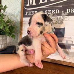 Sitka - Harlequin male Great Dane puppy in Carencro, Louisiana from Halsey Danes