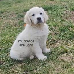Mr. Orange - Light golden male Golden Retriever puppy in Campton, Kentucky from ElkRidge Goldens