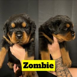 Zombie - Rottweiler puppy in North Carolina from Wild Gnome Kennel