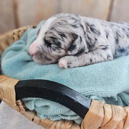 Seine Loire - Blue merle female Bernedoodle puppy in Marshall, Michigan from Whispering Aspen Homestead