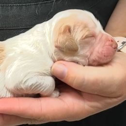 Holly girl 2 - White and orange female Brittany puppy in Floyd Knobs, Indiana from Cross Creek Brittanys