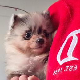 Boy - Blue merle male Pomeranian puppy in Los Angeles, Santa Clarita, California from LT_Poms
