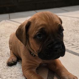 Black Collar - Red male Cane Corso puppy in Granbury, Texas from La Muerte Corso Kennel