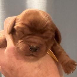 Blossom Grace - Ruby female Cavalier King Charles Spaniel puppy in Ridgeville, South Carolina from Misty Meadow Cavaliers