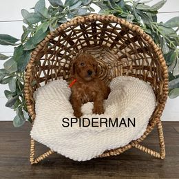 Goldendoodle Puppies from Life_on. Paws