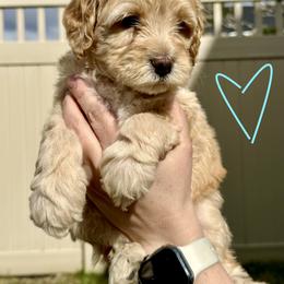 Bernedoodle, Cavalier King Charles Spaniel, and Poodle Puppies from Ellas.Pups (Bernedoodles & Cavapoos)