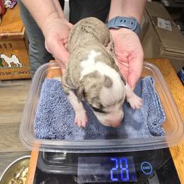 Sergeant Buzzfuzz - White and fawn brindle male Whippet puppy in Alvin, Texas from Pecan Grove Akitas & Whippets