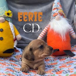 Eerie - Dapple female Dachshund puppy in Huntington, Texas from Camacho_Dachshunds