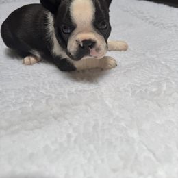 Boston Terrier Puppies from Washburns bostons