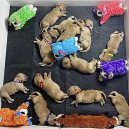 Golden Retriever Puppies from Sandy Golden Retrievers