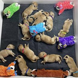 Golden Retriever Puppies from Sandy Golden Retrievers