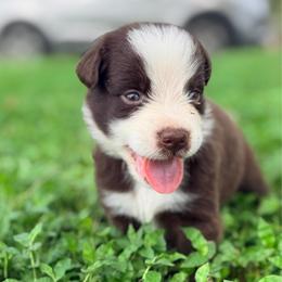 Axel AKC - Red tri-color male Australian Shepherd puppy in Polk City, Florida from Skaky Shepherds