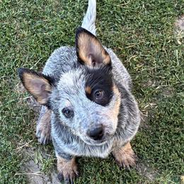 L63-06 - Blue female Australian Cattle Dog puppy in Sheridan, Oregon from 6pk Cattledogs