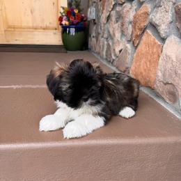 Male puppy - Grizzle male Lhasa Apso puppy in Pine, Colorado from Michelle's Lhasa Apsos