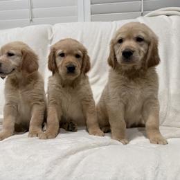 Golden Retriever Puppies from Sultan’s Goldens