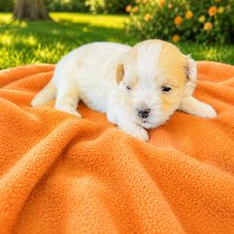 Nova - Cream male Havanese puppy in Bealeton, Virginia from Sonny's Pups
