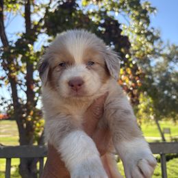 Boy 1 - male Australian Shepherd puppy in Murrieta, California from So Fetch Aussies