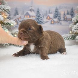 Scrooge - Chocolate male Chihuahua puppy in Bulls Gap, Tennessee from Smokey Mountain Chihuahuas