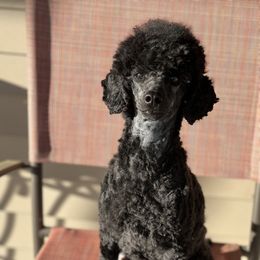 Chime - Poodle