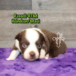 Russell - Red tri-color male Miniature American Shepherd puppy in Elgin, Oregon from Cross L Miniature American Shepherds
