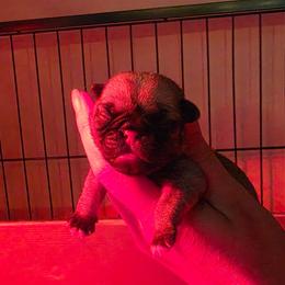 Rebecca - Fawn female Pug puppy in Lugoff, South Carolina from Peak Bullies and Pugs SC