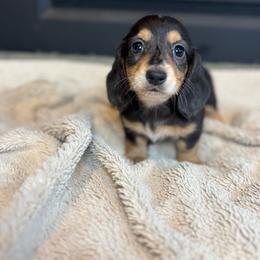 Dahlia - Black and tan female Dachshund puppy in Mountain Grove, Missouri from Happy Hounds