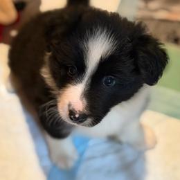 Wrangell - Black and white male Border Collie puppy in Wasilla, Alaska from Story Kennel