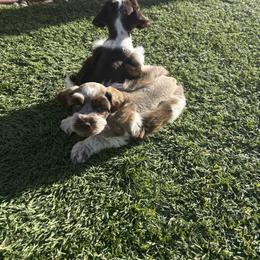 Mark - Parti male Miniature Schnauzer puppy in Hemet, California from Feshia's Miniature Schnauzers