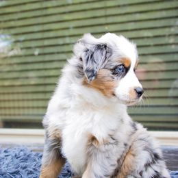 Miniature Australian Shepherd Puppies from Bishop Aussies