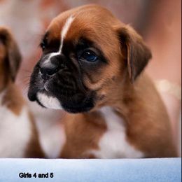 Boxer Puppies from Dizara Boxers