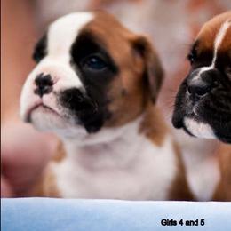 Boxer Puppies from Dizara Boxers