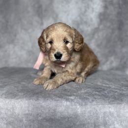 Marina's Pink Female - Apricot female Goldendoodle puppy in Piedmont, South Carolina from The Farm at Saluda Ridge