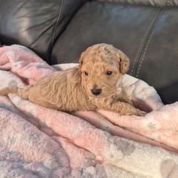 Goldy - Apricot male Poodle puppy in Corona, California from Poodle house CA