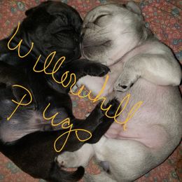 Pug Puppies from Annie's Willow Hill Pugs