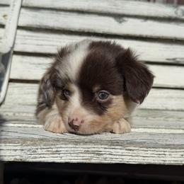 Boy 4 - Red merle male Miniature Australian Shepherd puppy in Licking, Missouri from Burnett Aussies