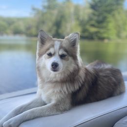 Roo - Pomsky