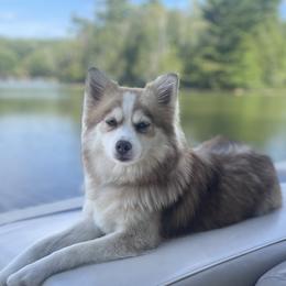 Roo - Pomsky