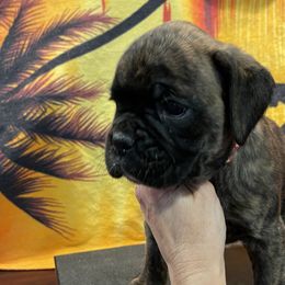 Girl - Rogue - Brindle Boxer puppy in Taft, Tennessee from Hillbillie Boxers