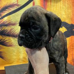 Girl - Rogue - Brindle Boxer puppy in Taft, Tennessee from Hillbillie Boxers