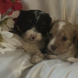 Cavapoos, Cockapoos, and Goldendoodles from Forest Creek Kennel