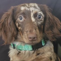 Hope - Dachshund