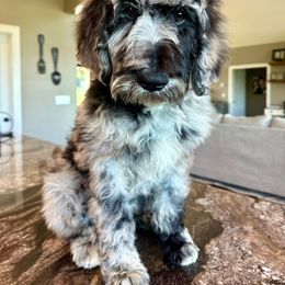 Newfypoo Puppies from Two Sisters Ranch, LLC