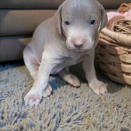 Sargeant - Silver gray male Weimaraner puppy in Rancho Cucamonga, California from Freehart's Weimaraners
