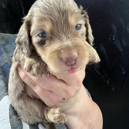 Lava Cake - Dapple male Dachshund puppy in Bigfork, Minnesota from Dachshunds Up North