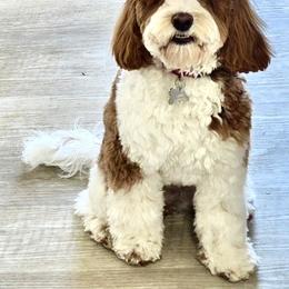 Cockapoo Puppies from Lulu's Cockapoos