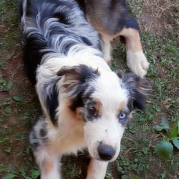 Shiba - Miniature Australian Shepherd