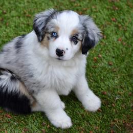 Australian Shepherd and Miniature American Shepherd Puppies from Bright Heart Aussies & Miniature American Shepherds