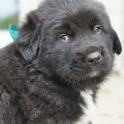 Prince Charming (Green) - White and black male Karakachan puppy in Franklin, Pennsylvania from Harvest Plantation